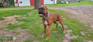Classic Fawn Male Stud Listing Image