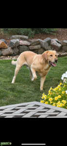 Yellow Pointing Lab  Listing Image