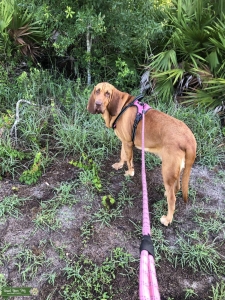 Red 1yr old female Listing Image