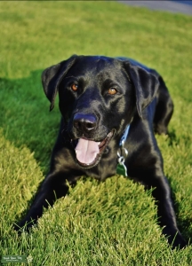 AKC Registered Black Labrador Retriever  Listing Image