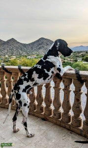 Harlequin Male in Phoenix Listing Image