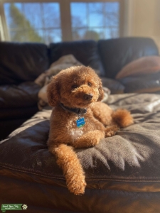 Lovable sweet Charlie Listing Image