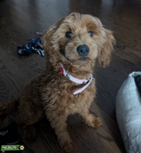 F1B Mini Goldendoodle  Listing Image