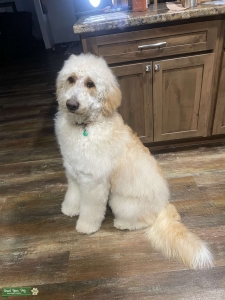Goldendoodle Stud Dog Listing Image