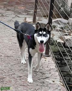 Female Siberian/Alaskan Malamute Listing Image