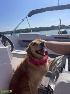 Golden Retriever Ready to Breed Listing Image