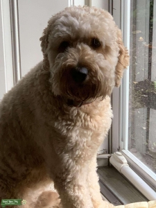 Looking for golden retriever to make golden doodle puppies Listing Image