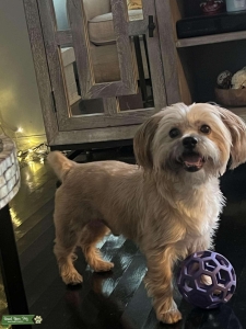 Shorkie Listing Image