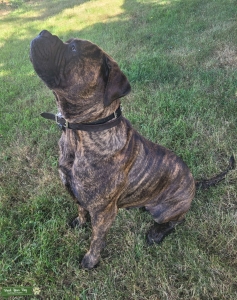 Bullmastiff Brindle Listing Image