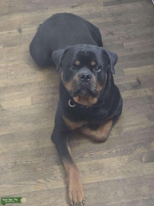 Stud Dog Listing Image