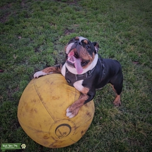 English Bulldog Stud - San Diego Listing Image