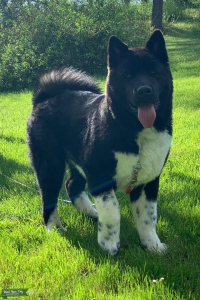 Black and white male AKC American Akita  102 lbs.  Superior pedigree Mellow disposition Listing Image