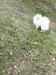 Pomeranian  Listing Image