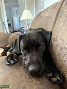 Pure Bred Black Lab Listing Image