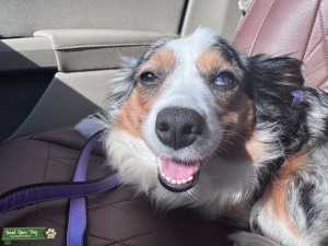 Mini Aussie Listing Image