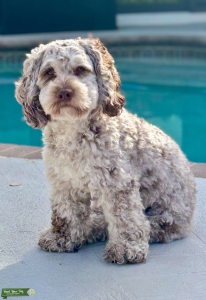 Brown Merle Cockapoo Stud Listing Image