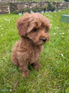 Ruby Cavapoo Listing Image