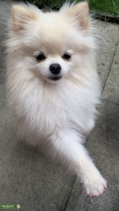 Pomeranian Stud Dog Listing Image