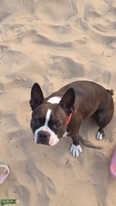 Brindle Boston Listing Image