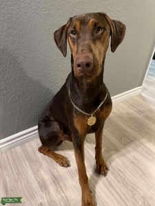 Doberman stud European/American Listing Image