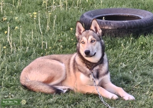 Gerberian shepsky  Listing Image