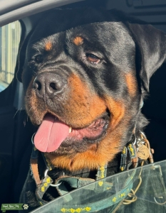 60kg plus Rottweiler stud  Listing Image