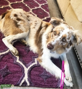 Red Merle Australian Shepherd Stud Listing Image