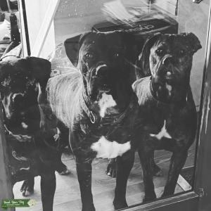 Black Brendle Tiger Striped Cane Corso mix Listing Image