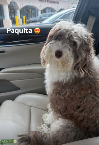 Mini Sheepadoodle Looking for Stud Listing Image