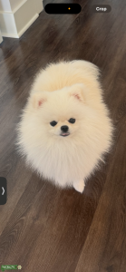 Perfect Teacup Pomeranian White Male Listing Image