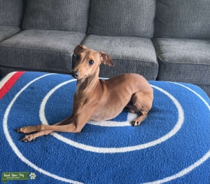 Red Fawn Italian Greyhound for Stud Listing Image