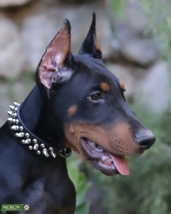 European Line Doberman Stud Listing Image