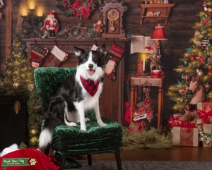 ABCA / AKC Male Tri Border Collie Listing Image