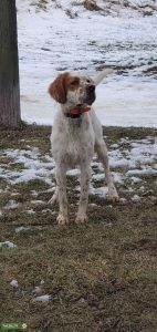 English Setter Listing Image