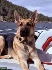 AKC German Shepherd Stud Listing Image