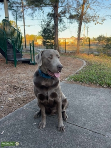 Silver lab Stud  Listing Image