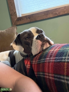 American bulldog bitch Listing Image