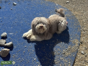 Goldendoodle poodle mix  Listing Image