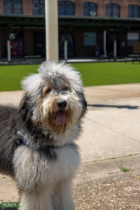Pongo the Tricolored Sweet Bernedoodle Listing Image