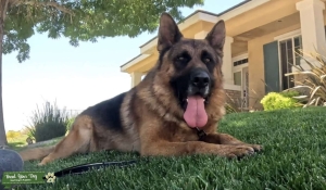 AKC German Shepherd Pure Breed Champion Bloodline Listing Image