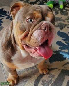 Lilac- Tri English Bulldog Stud Listing Image