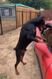 European Doberman Stud for sale or at stud Listing Image