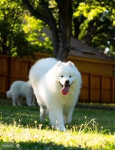 Samoyed Stud Services in Sacremento Listing Image