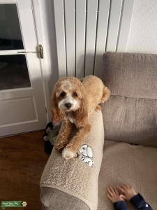 Cavapoo Listing Image