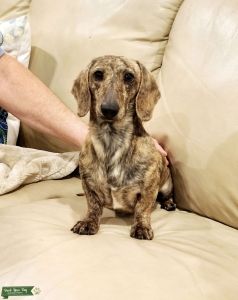 Miniature Dachshund Stud Listing Image