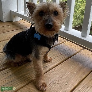 Pet Yorkie looking to be a father ASAP Listing Image