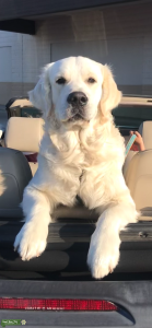 OFA English Cream Golden Retriever Listing Image