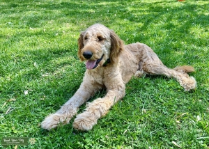 Goldendoodle - Stud Dog Listing Image