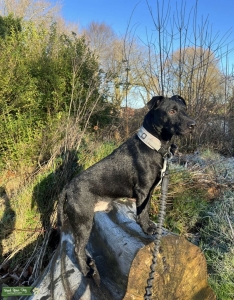 Patterdale Terrier for stud Listing Image