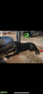 Black lab/golden retriever  Listing Image